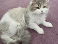 Dişi british longhair kedimiz sahiplendirilecektir