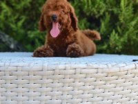 Antalya Kaliteli Poodle (her ile gönderim yapılır)