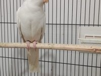 Albino Sultan Papağanı Erkek Yavru