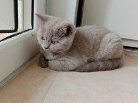 British shorthair minnagimizin yeni evini ariyoruz