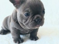 Egzotic French Bulldog Yavruları