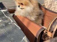 Pomeranian Boo Erkek 3 aylık