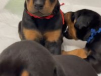Atletik Doberman yavrular