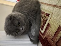 7 yaşında kısır scottish fold