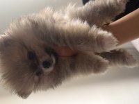 Pomeranian boo bebekler