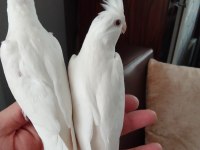 Dişi Albino Yavru Sultan Papağanlar