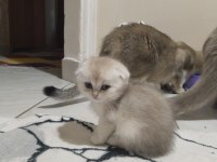 Sahibinden scottish fold