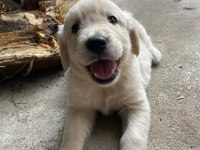 SAFKAN BABY FACE (BEBEK YÜZ) GOLDEN RETRİEVER PUPPY