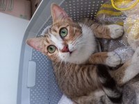 KEDİYE ÇOK ACİL YUVA