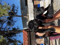 Cane Corso Yavrularım