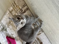 3.5 aylık çok uysal yavru kedimiz