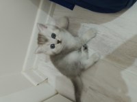 Sevimli british longhair minnaklar