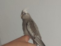 55 60 Günlük Sultan Papağanı