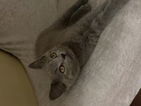 Yavru british shorthair erkek yavru