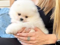 Pomeranian Köpekler Sağlık Garantili