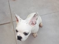 3 aylık Erkek french bulldog