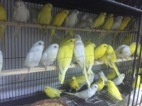 A kaliteli muhabbet kuşları mevcuttur