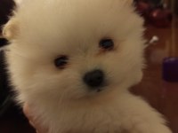 SAFKAN ANNE VE BABA ŞECERELİ POMERANİAN BOO