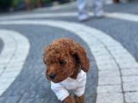 SAĞLIK VE IRK GARANTİLİ TOY POODLE