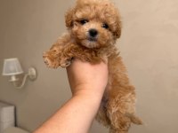 Maltipoo yavrularımız