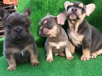 A kalite french bulldog erkek bebekler