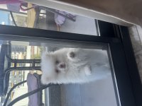 Erkek çocuk snow pomeranian