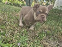 A kalite french bulldog