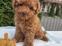 Toy poodle bebekler 0 boy aşılı