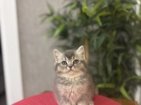 Güzeller Güzeli Brıtısh Shorthair Yavrular 