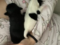 Yeni chihuahua yavrularım