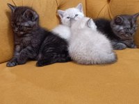 Birbirinden tatlı british shorthair yavrulara yeni yuvalar