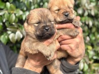 Chow chow cinsi bebeklerimiz