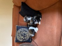 Safkan ırk garantili shih tzu yavrular