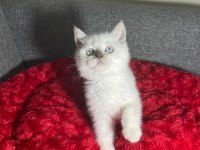 A++ RENK RENK BEBEK KEDİLER