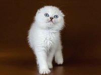 Bembeyaz Pamuk Gibi Kıvrık Kulak Scottish Fold Yavruları