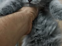 14 haziran doğumlu longhair scottish fold