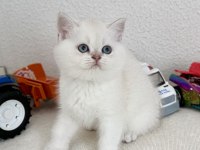 British shorthair bebek kediler