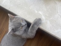 British Shorthair Yavrumuz Sahiplendirilecektir