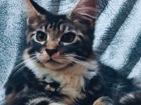 Maine coon yavrular full şecereli