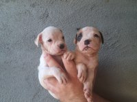 3 aylık boxer yavrularım