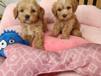 Maltipoo Minik Yavrularımız