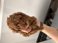 Orjinal red poodle
