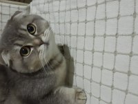 6 aylık dişi scottish fold