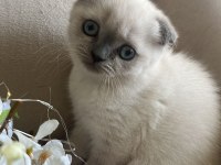 EŞSİZ GÜZELLİĞİ İLE IRK GARANTİLİ SCOTTİSH KEDİMİZ
