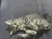 Yavru kedi 4Aylık