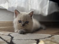 2 Buçuk Aylık Yavru Kedimiz
