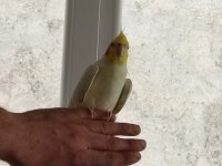 4 aylık sultan papağanı lutino kırmızı göz