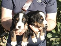 Bernese yavrularımız