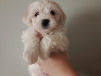 MALTESE TERRİER 4 ERKEK 2 DİŞİ YAVRU