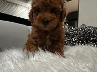 A KALİTE ORJİNAL TOY POODLE